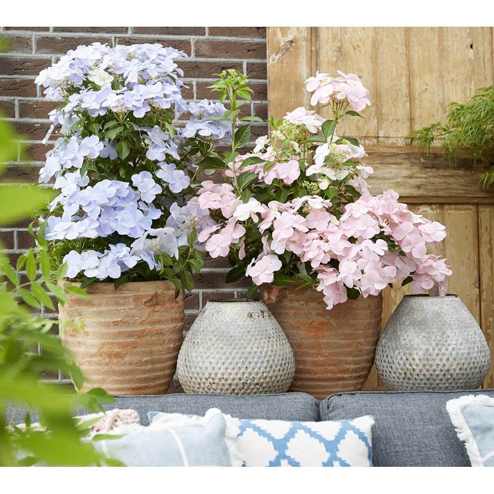 Thompson and Morgan Hydrangea French Bolero Plant Pot 13cm Image 7