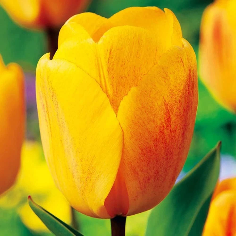 Thompson and Morgan Tulip Darwin Hybrid Golden Apeldoorn Autumn Planting Bulb 16 Pack Image 3