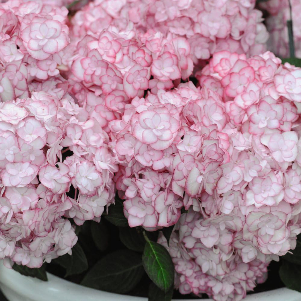 Thompson and Morgan Hydrangea Miss Saori Plant Pot 9cm Image 2