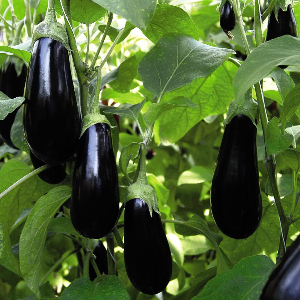 Thompson and Morgan Nurserymans Choice Grafted Vegetable Plant Pot 9cm 6 Pack Image 6