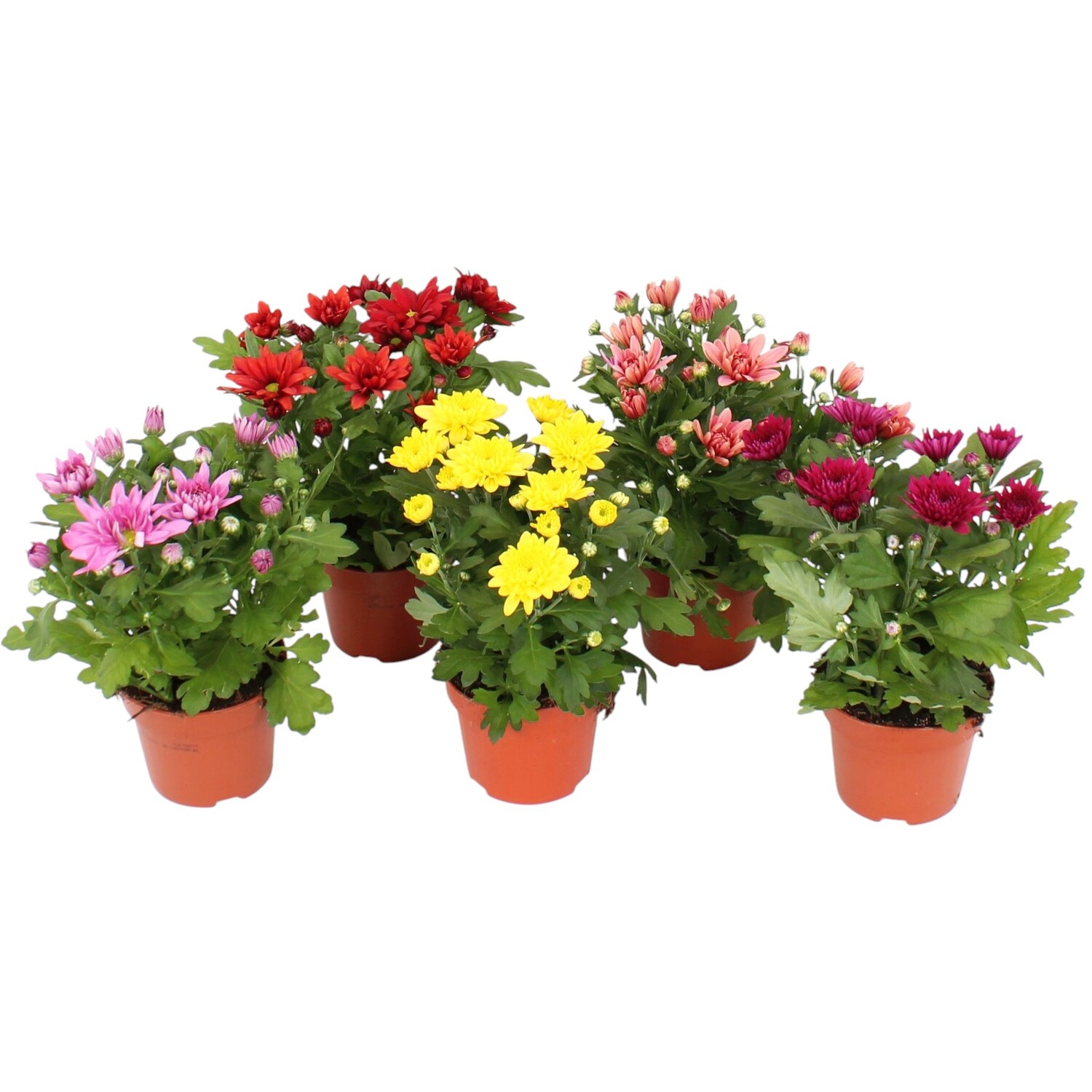 Bicolour Chrysanthemum Multicolour Image 1