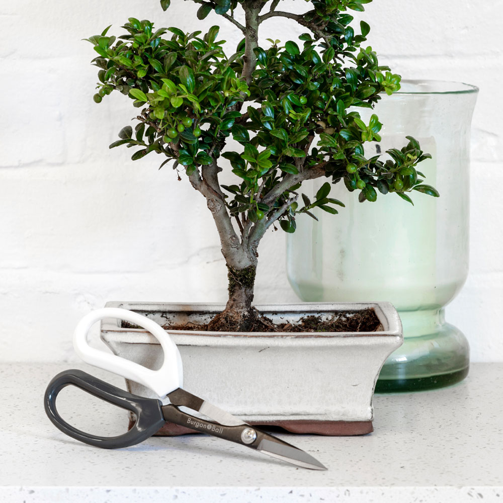Burgon and Ball Japanese Pruning Scissors Image 2