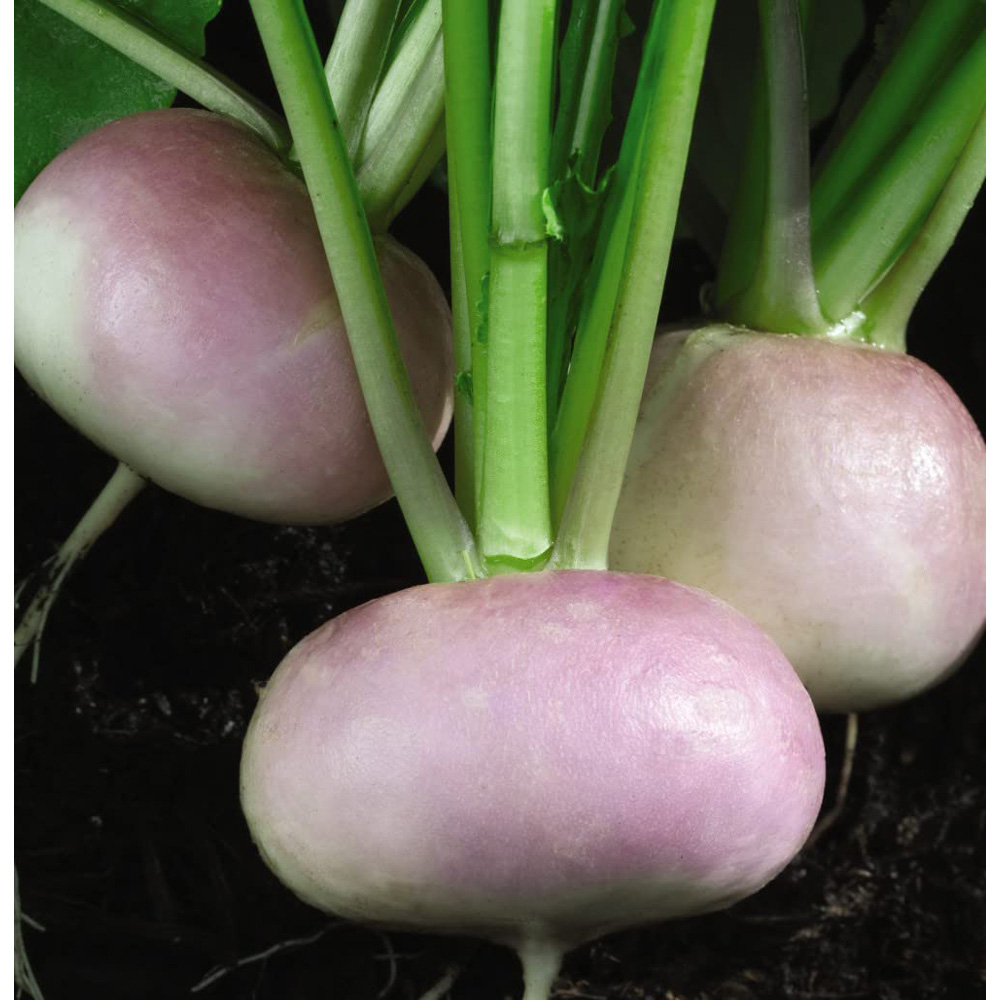 Thompson and Morgan Turnip Atlantic Seeds Image 3