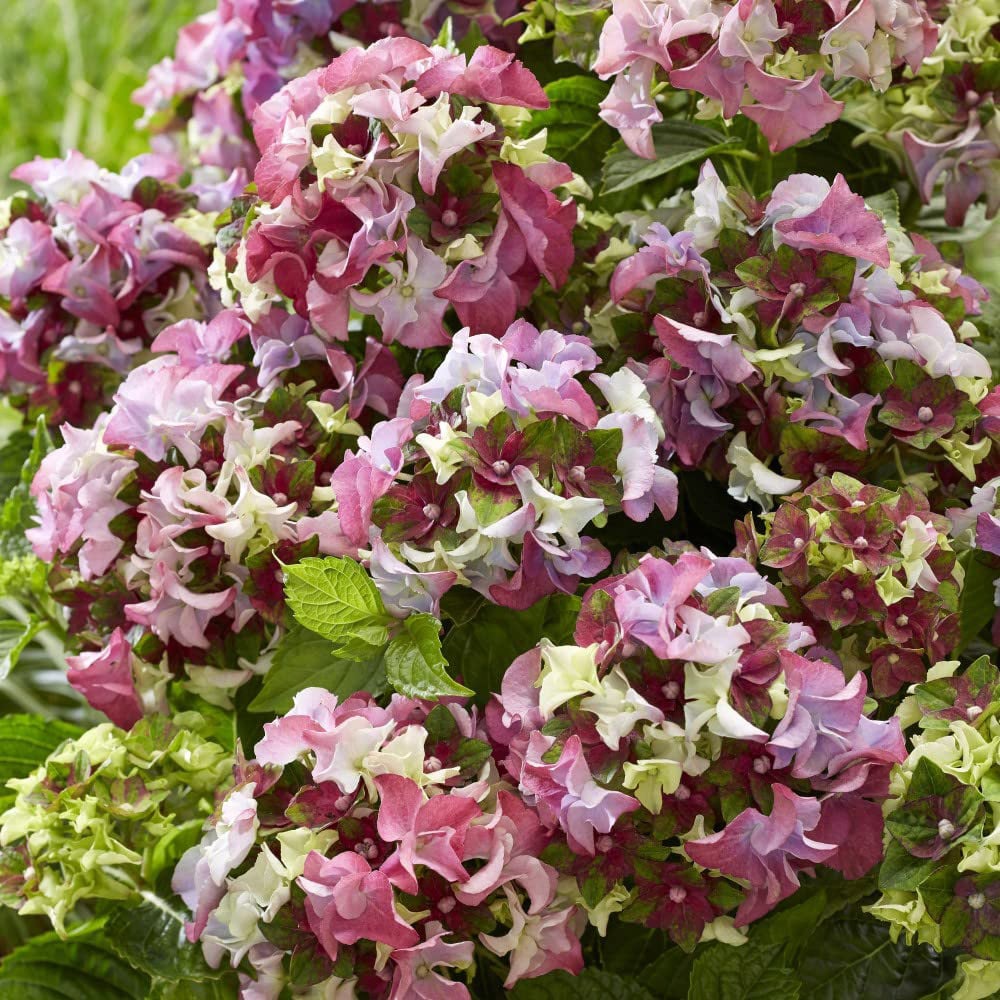 Thompson and Morgan Hydrangea Lady Mata Hari Pink Plant Pot 2L Image 3