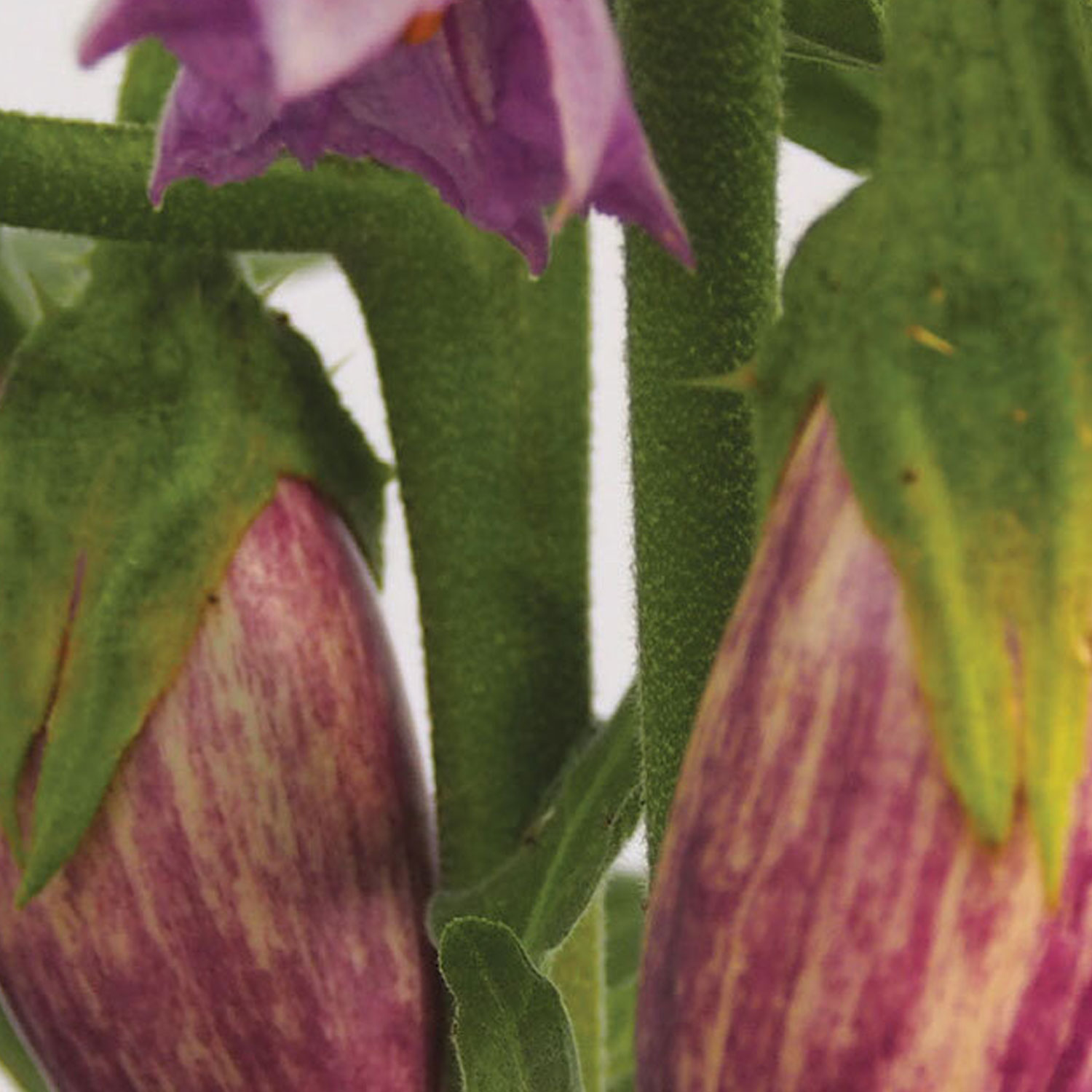 Johnsons Aubergine Jewel Marble F1 Vegetable Seed Image 1