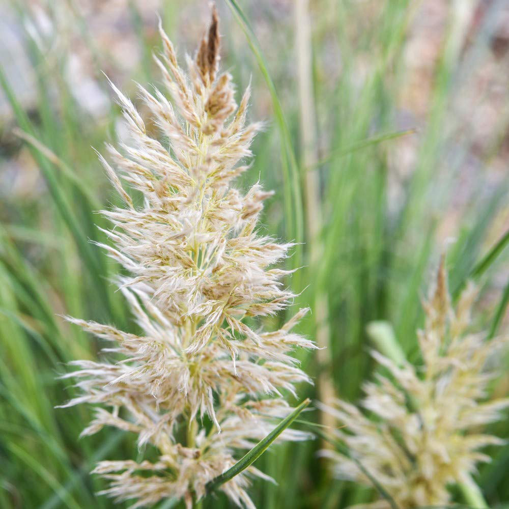 Thompson and Morgan Cortaderia Tiny Pampa Plant Pot 9cm Image 1
