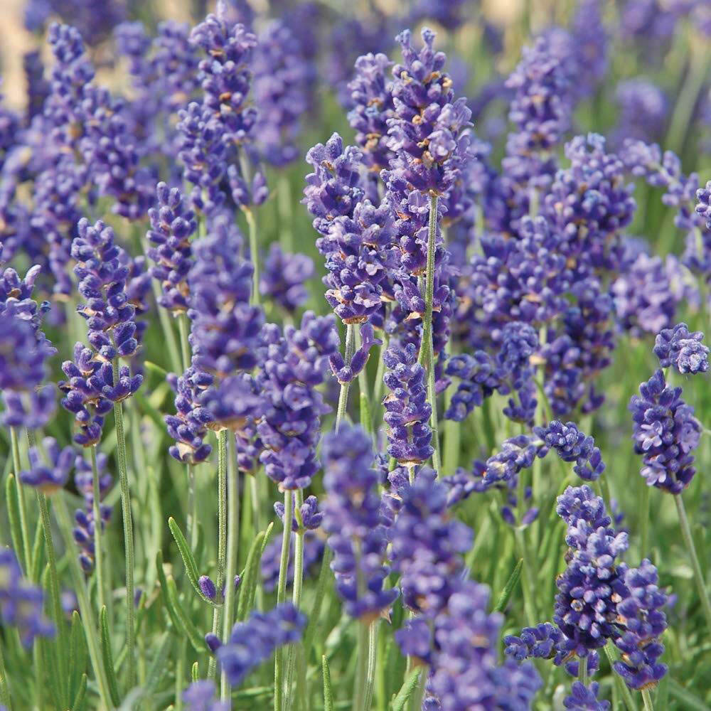 Thompson and Morgan Lavandula Lavender Angustifolia Hidcote Plant Pot 9cm 5 Pack Image 2