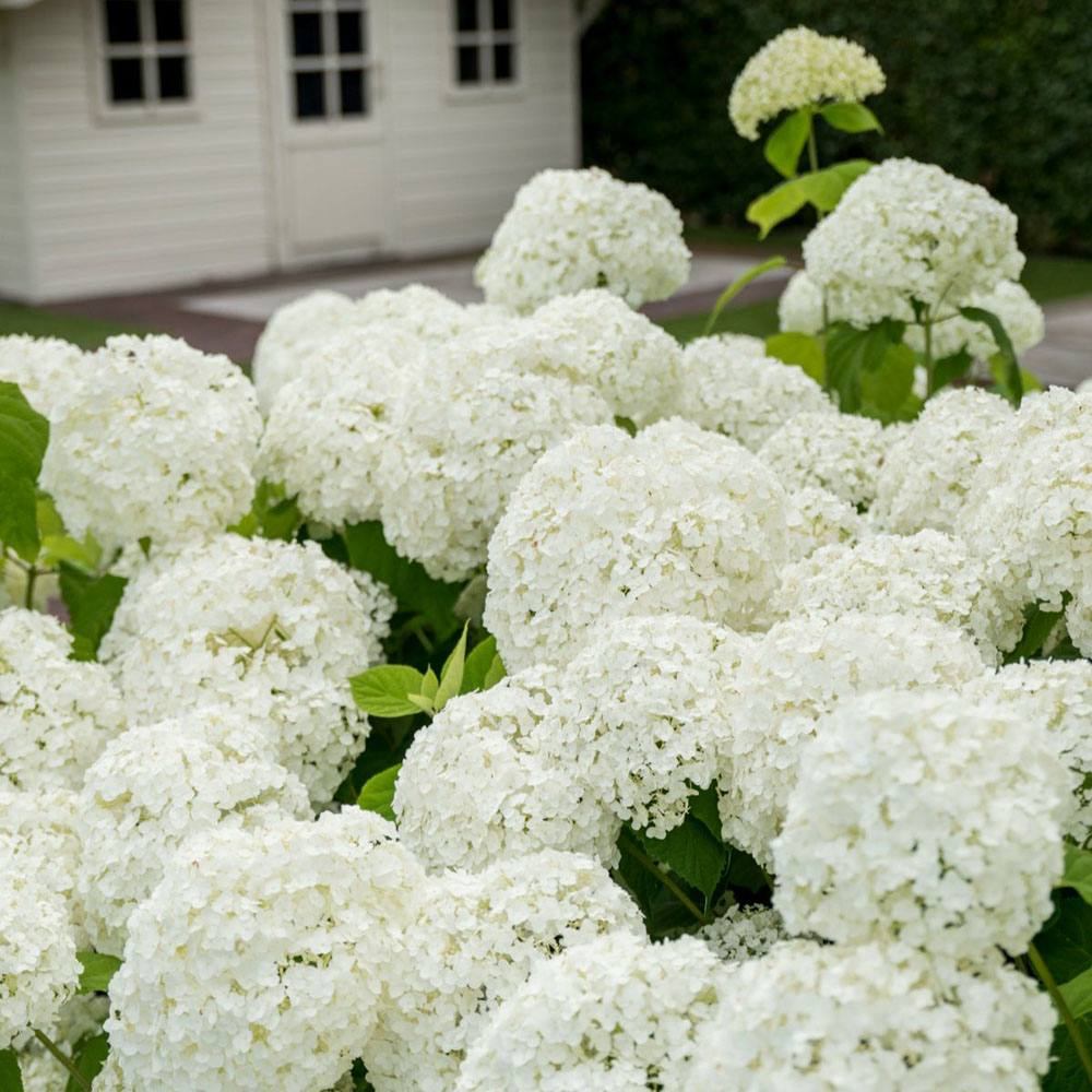 Thompson and Morgan Hydrangea Annabelle Plant Pot 12L 3 Pack Image 2