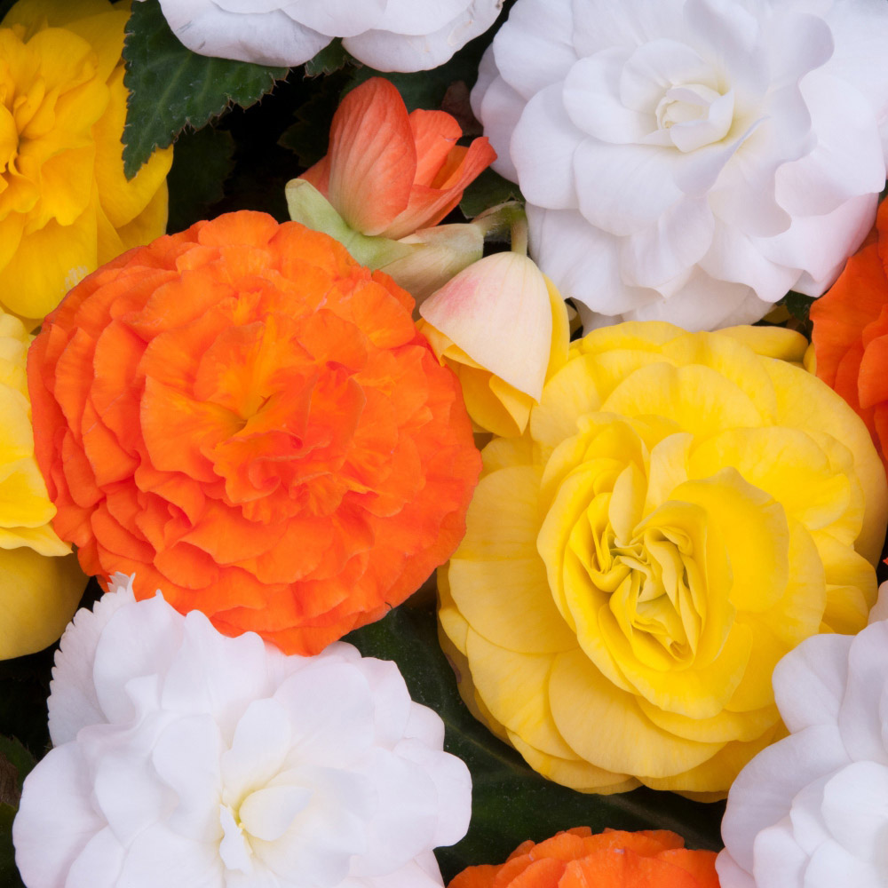 Thompson and Morgan Begonia Nonstop Citrus Mix Garden Ready Plant 30 Pack Image 2