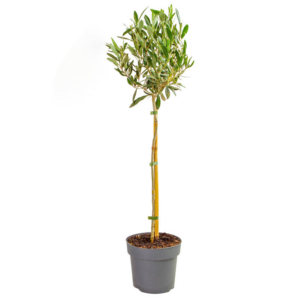 YouGarden Standard Olive Tree Pot Image 2