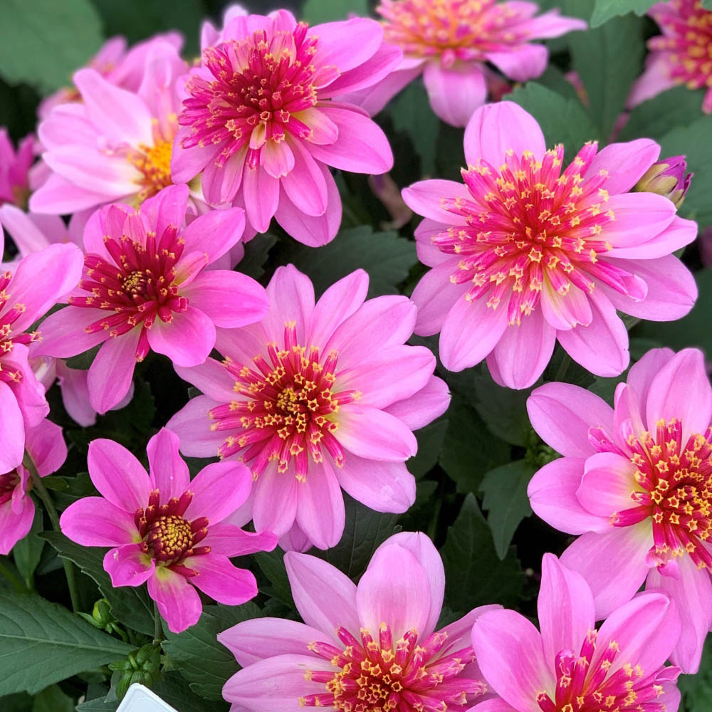 Thompson and Morgan Dahlia Gardenetta Starburst Pink Postiplugs 3 Pack Image 2