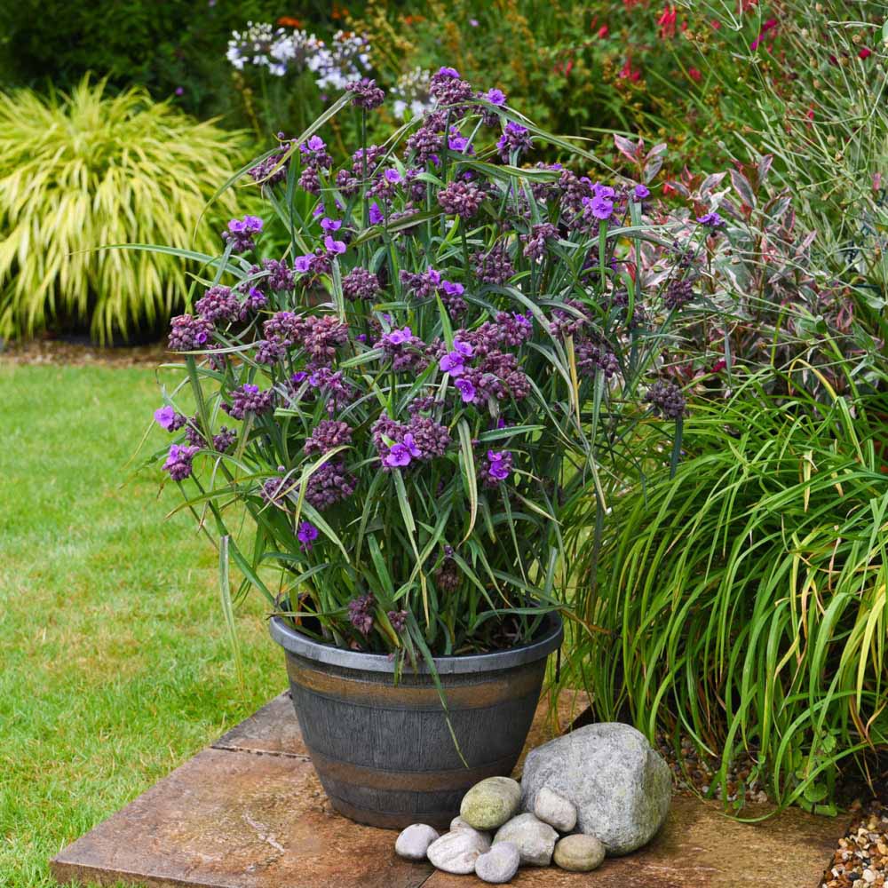 Thompson and Morgan Tradescantia Brainstorm Plant Pot 9cm Image 3