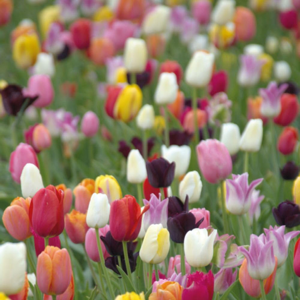 Thompson and Morgan Tulip Miniature Everlasting Mix Planting Bulb 16 Pack Image 2