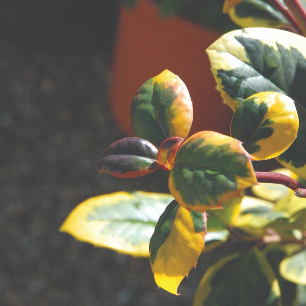 Thompson and Morgan Ilex Holly Altaclerensis Golden King Plant Pot 9cm Image 5