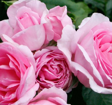 Shrubs, Trees &amp; Roses