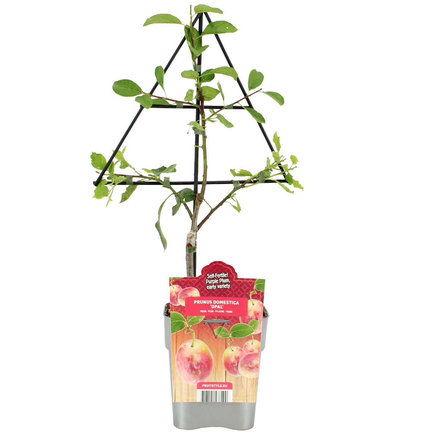 Plum Tree - Victoria Image 1