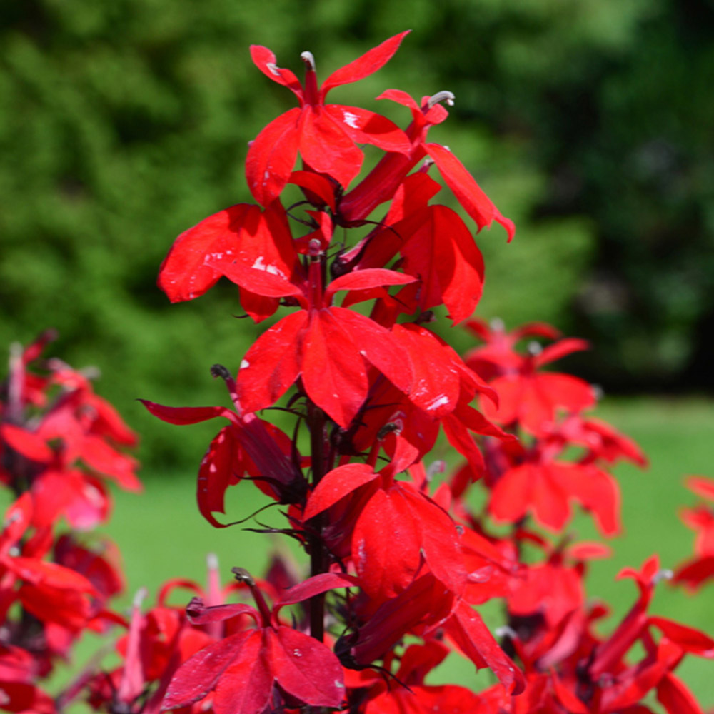 YouGarden Lobelia Speciosa Queen Victoria Cardinal Flower Pot 3 Pack Image 1