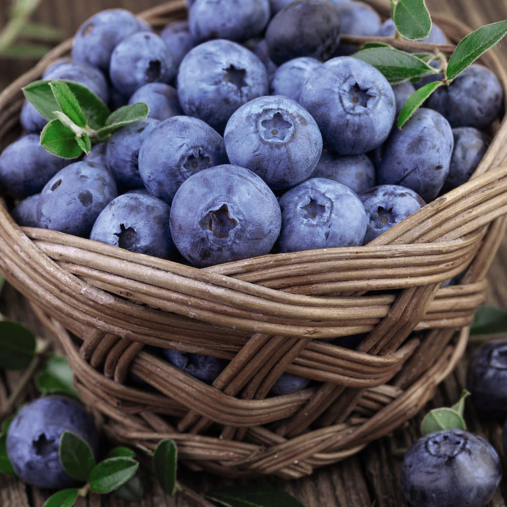 Thompson and Morgan Blueberry Bluecrop Plant Pot 9cm 2 Pack Image 3