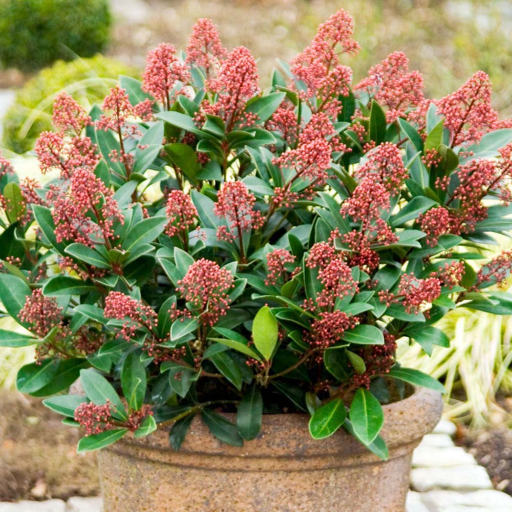 Thompson and Morgan Skimmia Japonica Rubella Plant Pot 9cm 2 Pack Image 6