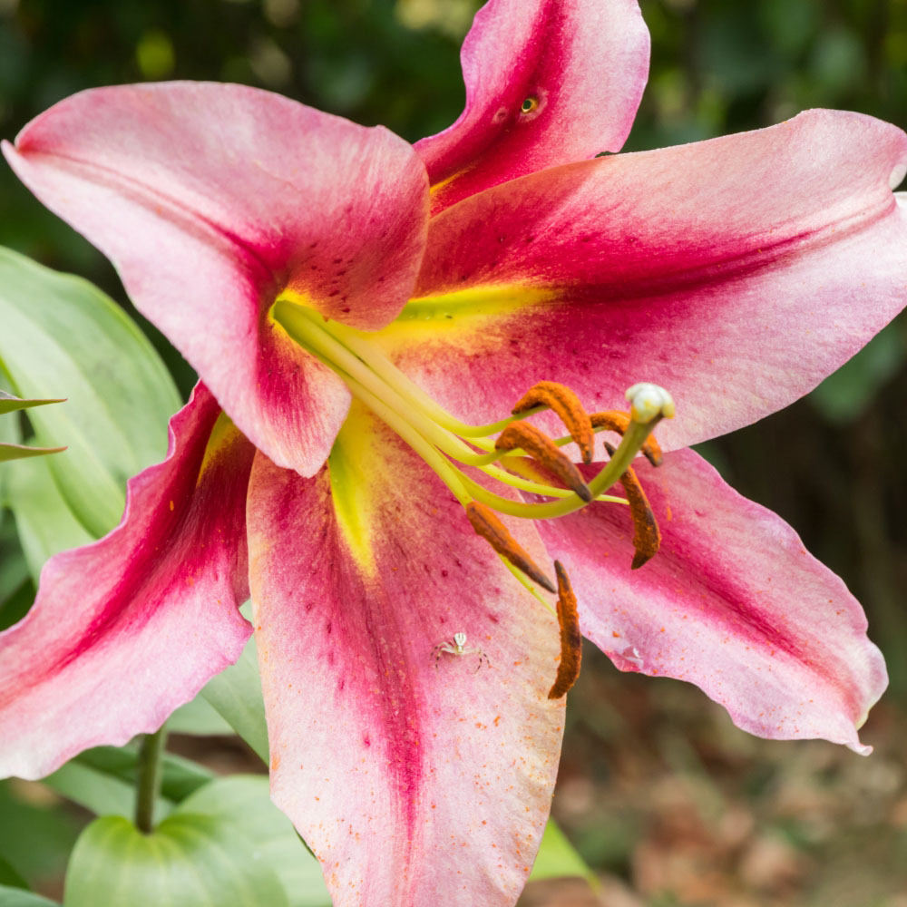 Thompson and Morgan Tree Lily Anastasia Planting Bulb 3 Pack Image 2