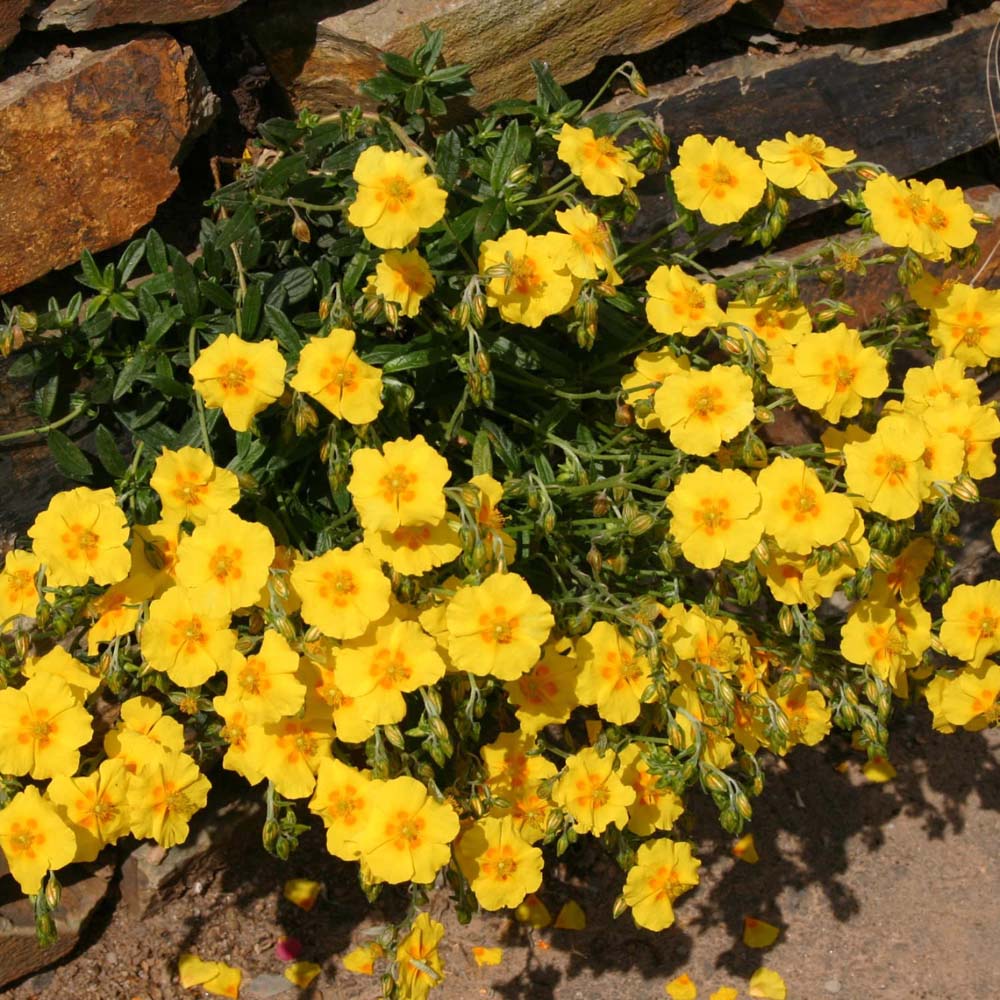 Thompson and Morgan Helianthemum Ben Fhada Plant Pot 1L 2 Pack Image 4