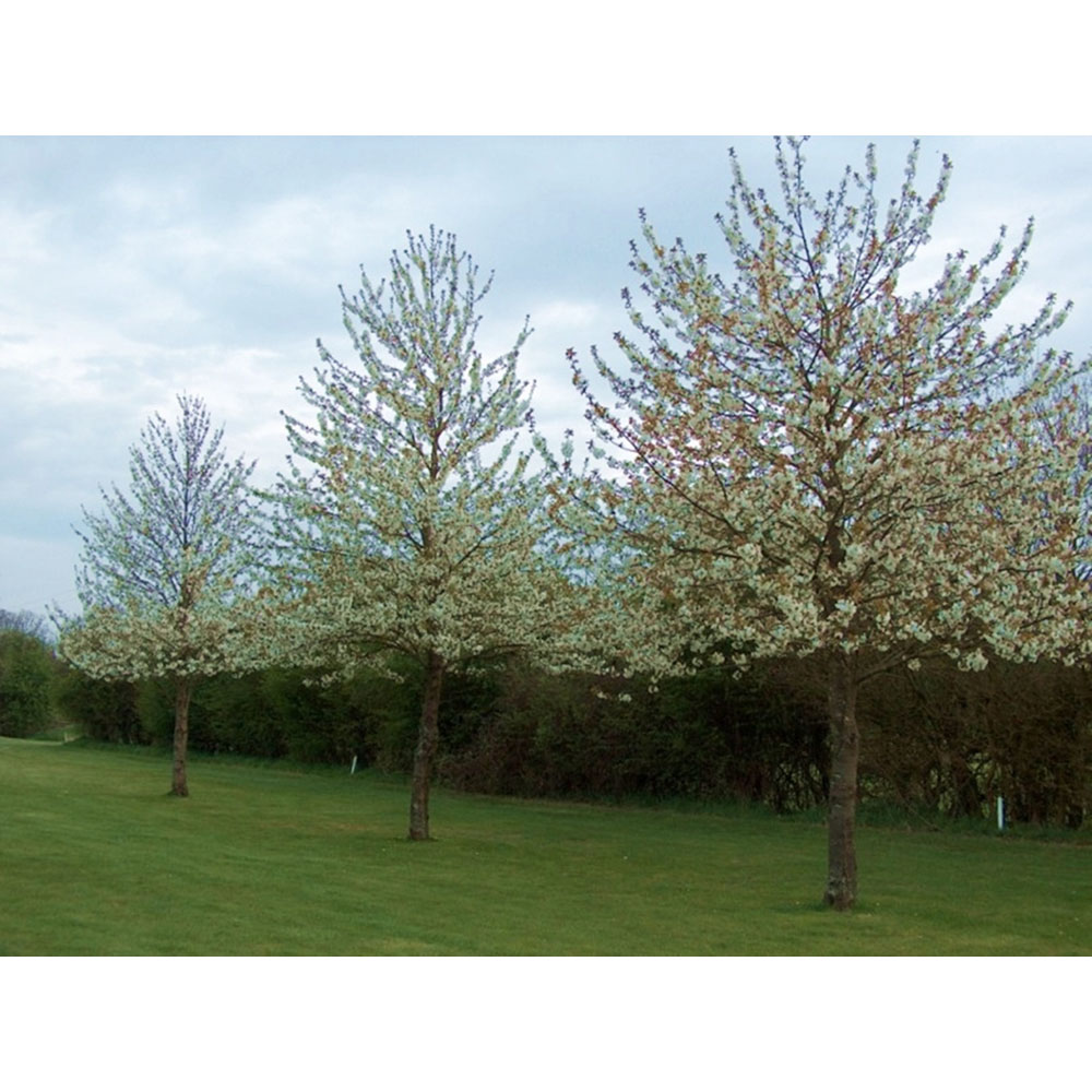 Inspirational Gifting Wild Cherry Bare Root Hedge Plant Saplings 2-3ft 10 Pack Image 2