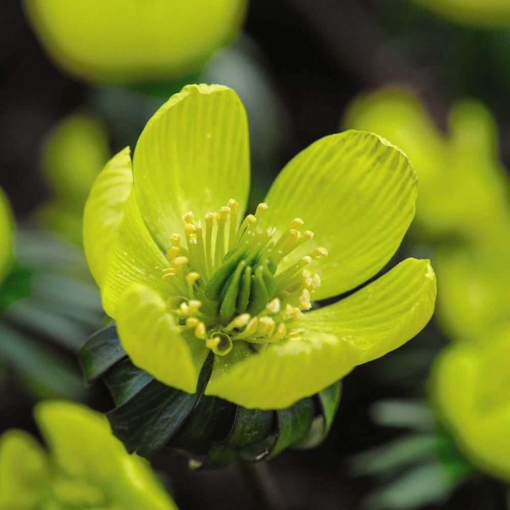 Thompson and Morgan Aconite Winter Planting Bulb 40 Pack Image 2
