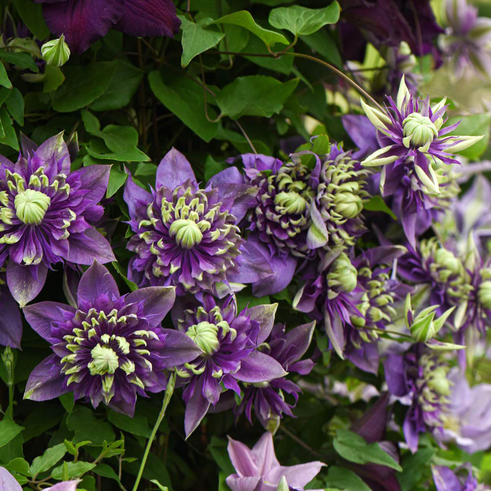 Thompson and Morgan Clematis Florida Taiga Plant Pot 11cm 3 Pack Image 5