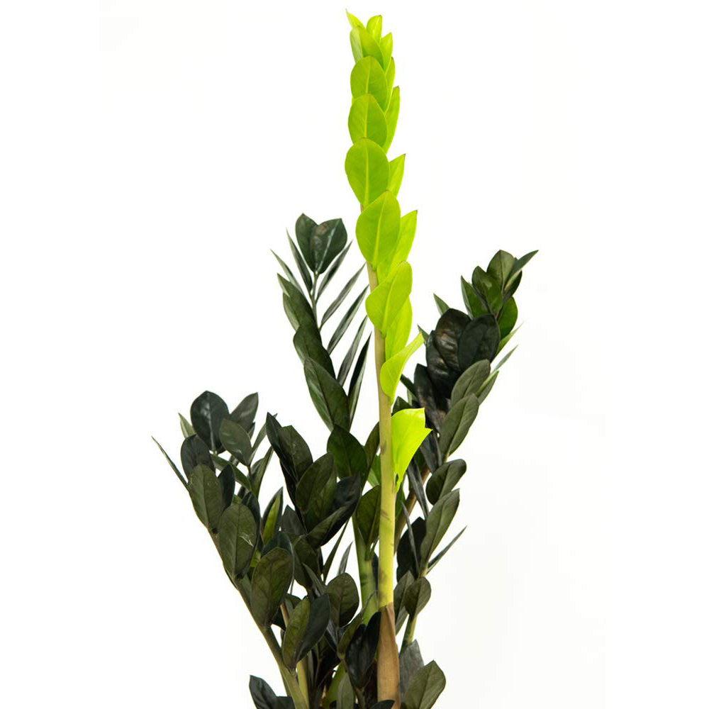 Thompson and Morgan Zamioculcas Raven Black Plant in Pot 14cm Image 2