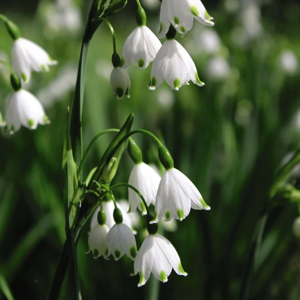 Thompson and Morgan Leucojum Aestivum Summer Snowflake Autumn Planting Bulb 6 Pack Image 4