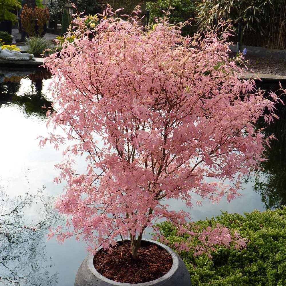 YouGarden Acer Palmatum Taylor 3L Pot Image 1
