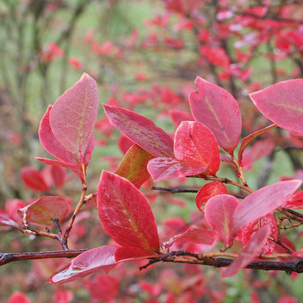 Thompson and Morgan Blueberry Vaccinium Brigitta Potted Plant 9cm Image 3