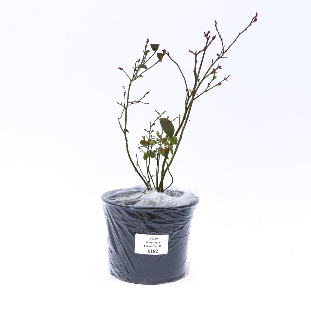Thompson and Morgan Blueberry Full Season Collection Premium Potted Plant 3L 3 Pack Image 2