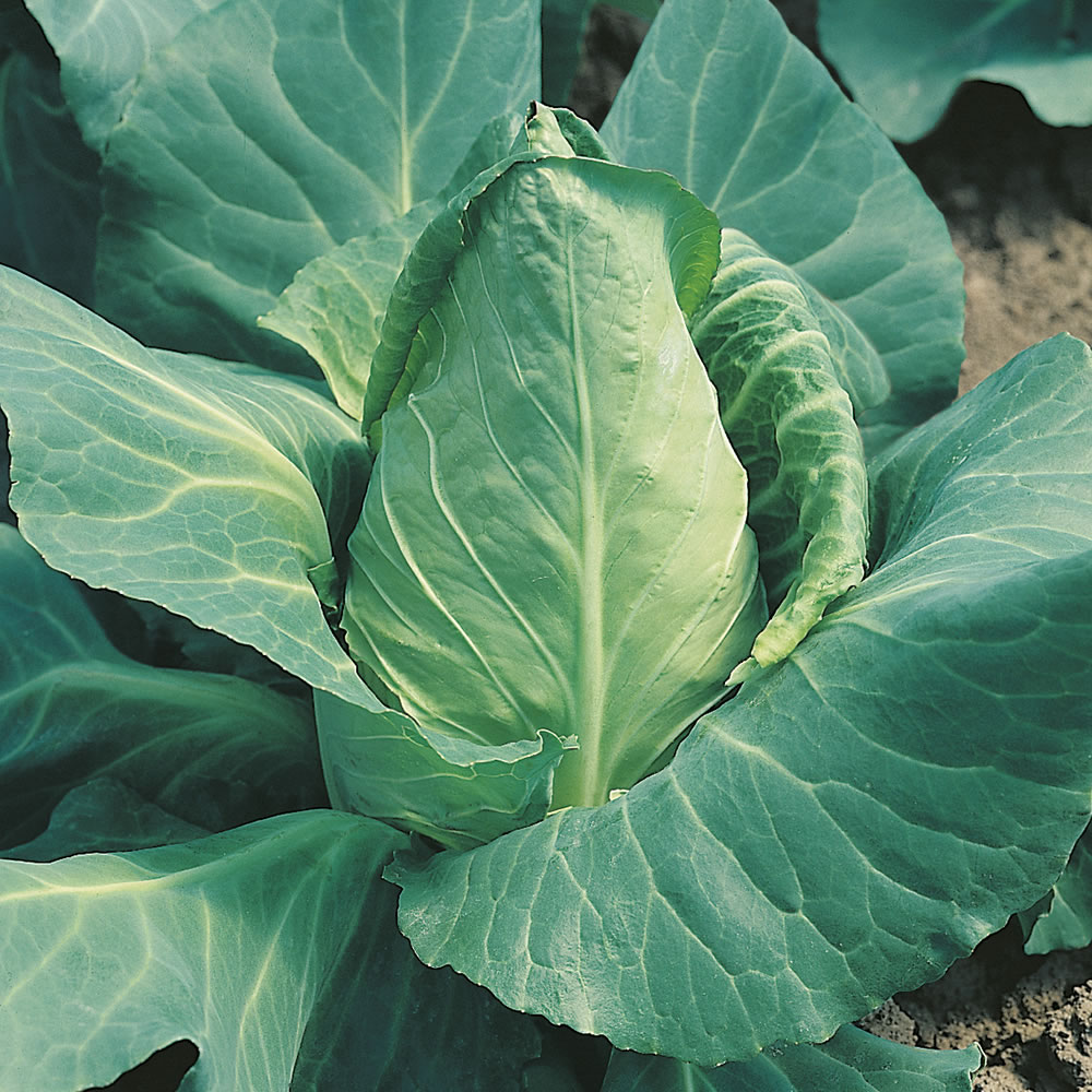 Johnsons Cabbage Offenham 2 (Flower of Spring) Seeds Image 1