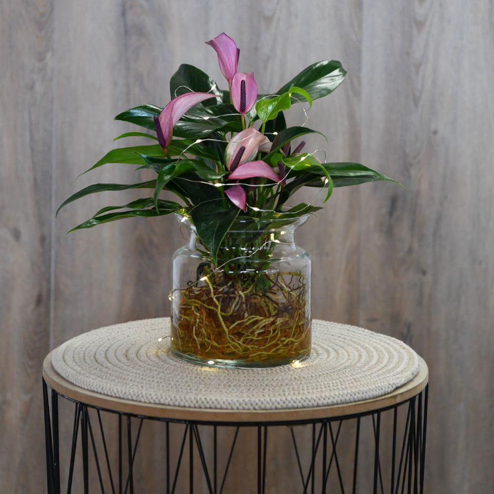 Thompson and Morgan Anthurium Aqua Mauve Zizou in Sierglass Plant Pot 12cm 2 Pack Image 2