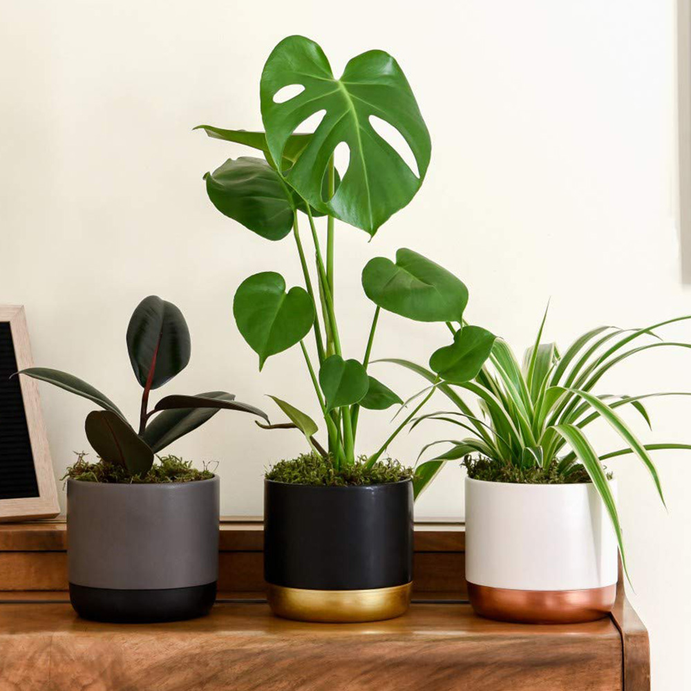 Thompson and Morgan Urban Jungle Collection Plant in Pot 3 Pack Image 1