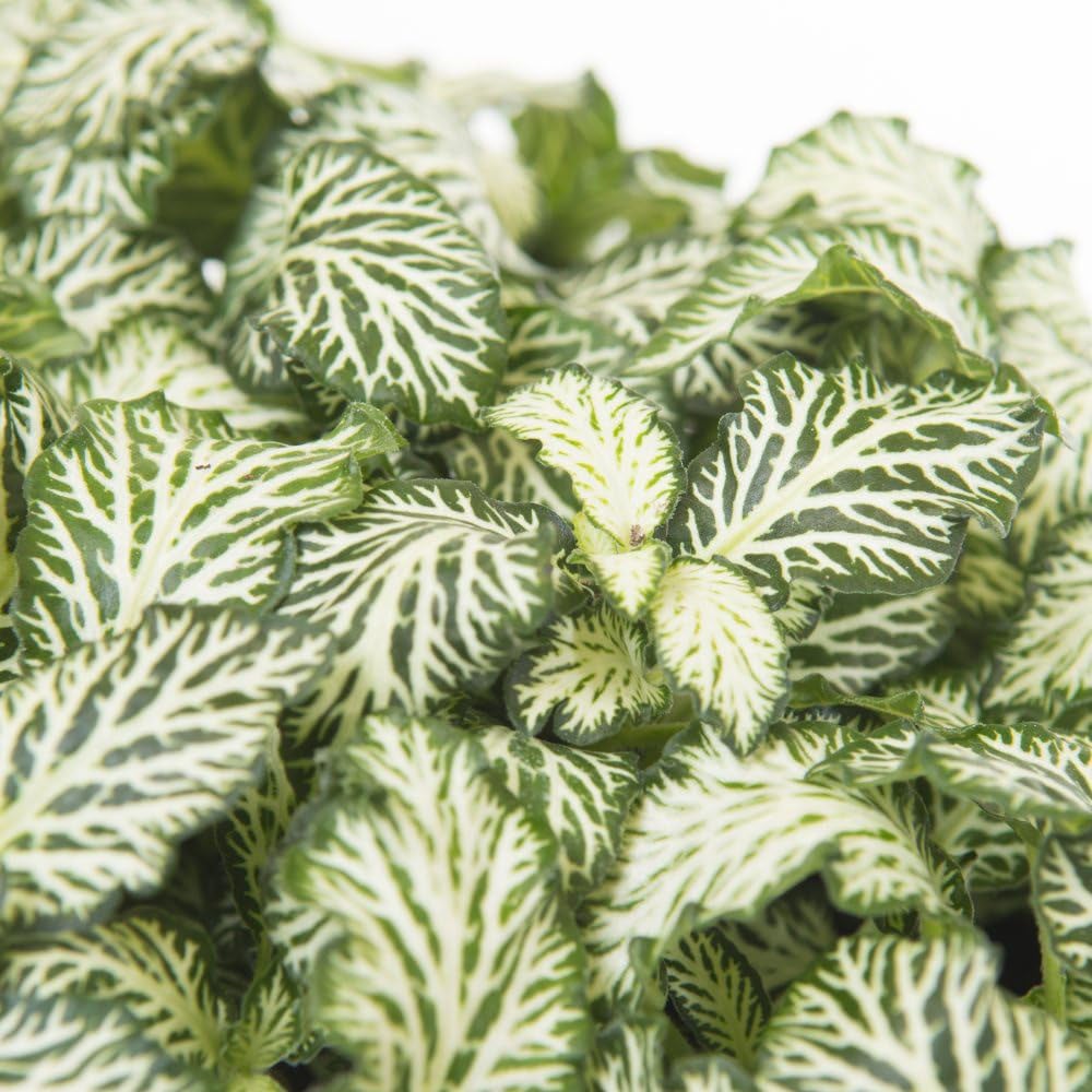 Thompson and Morgan Fittonia Mosaic White Tiger Plant Pot 8.5cm Image 3