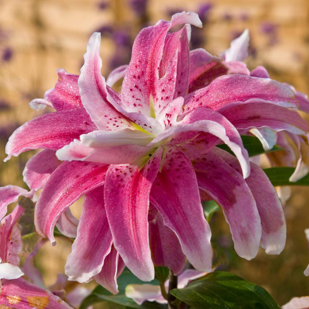 Thompson and Morgan Tree Lily Monet Planting Bulb 3 Pack Image 1