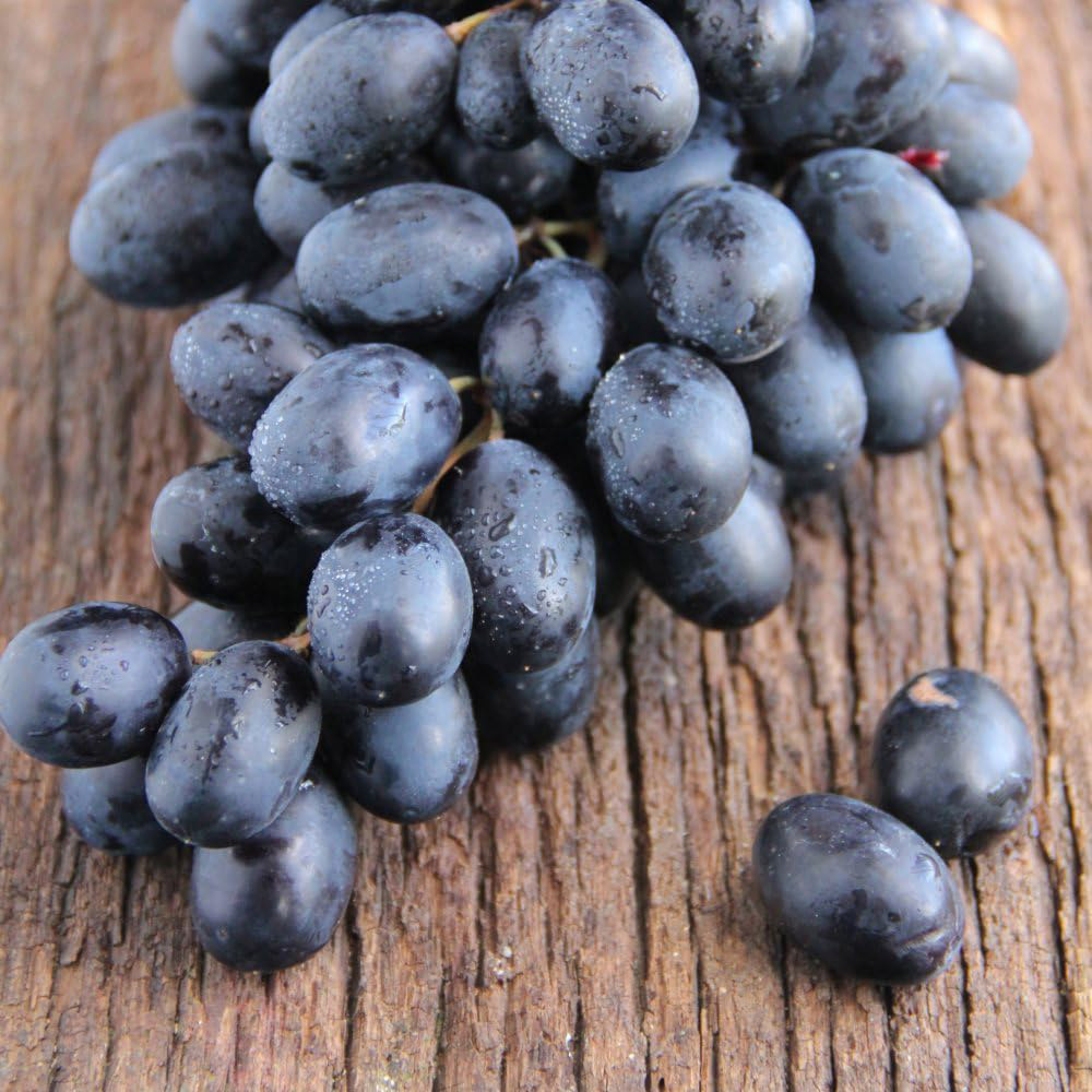 Thompson and Morgan Vine Vitis Autumn Royal Plant in Pot 3L 2 Pack Image 3