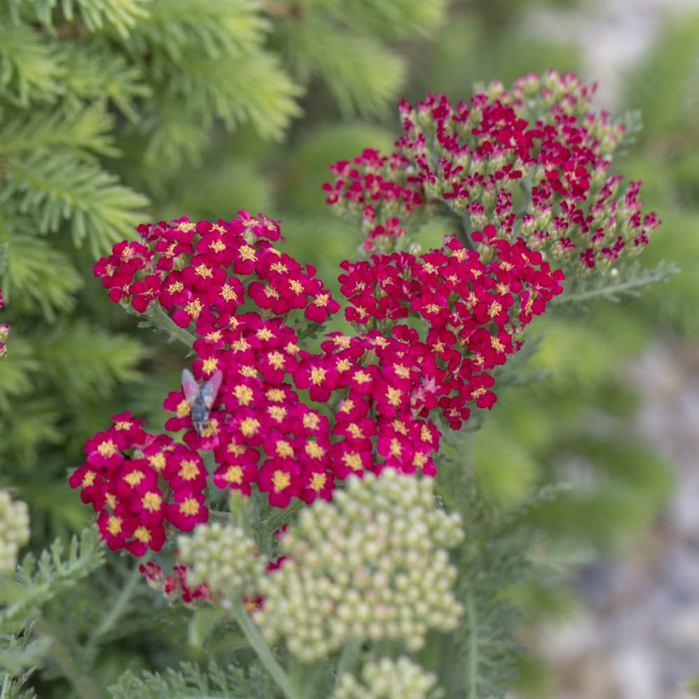 Thompson and Morgan Achillea Millefolium Cerise Queen Plant Pot 1L 2 Pack Image 3