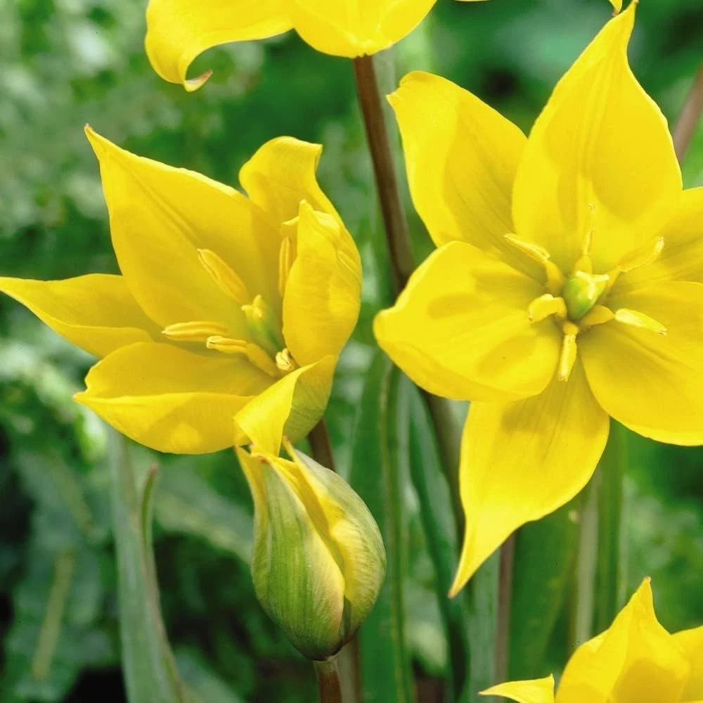 Thompson and Morgan Tulip Woodland Tulip Planting Bulb 32 Pack Image 6