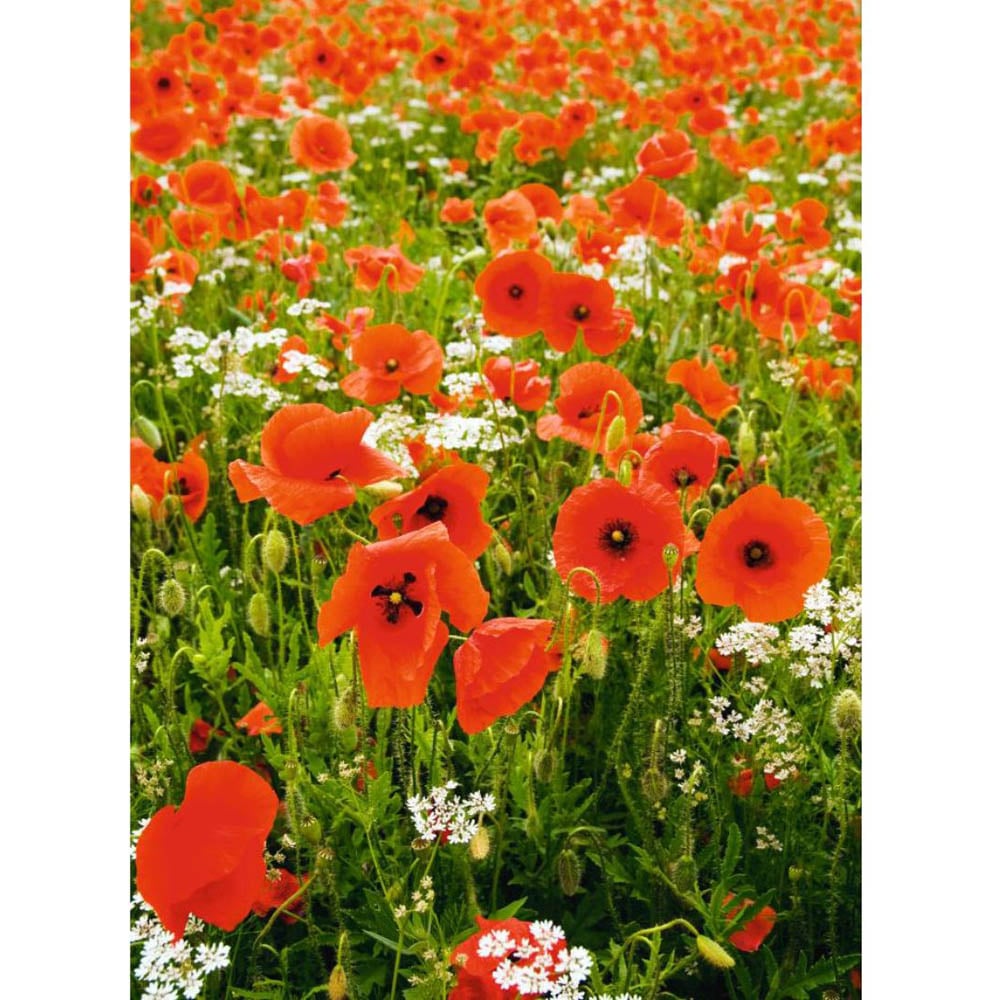 Thompson and Morgan Poppy Field Rhoeas Seeds Image 2
