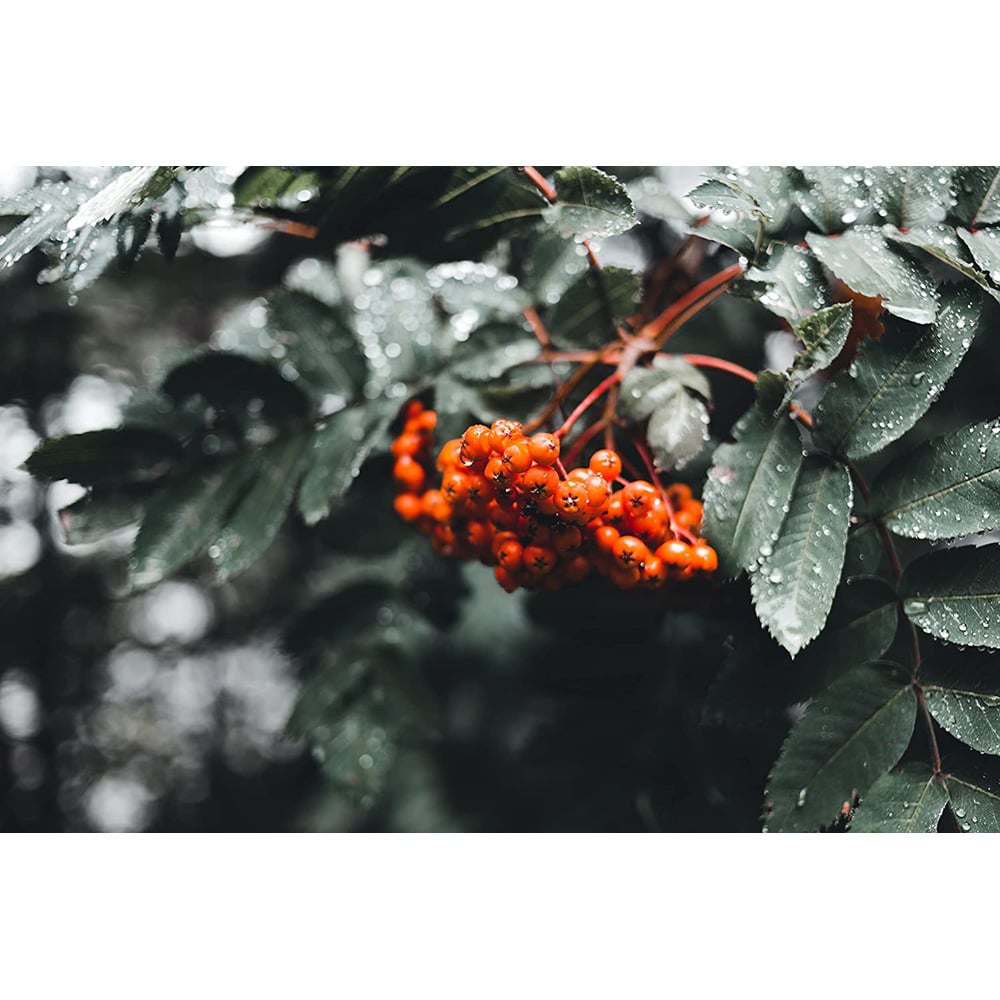 Inspirational Gifting Rowan Mountain Ash Bare Root Hedge Plant Sapling 5ft 10 Pack Image 3