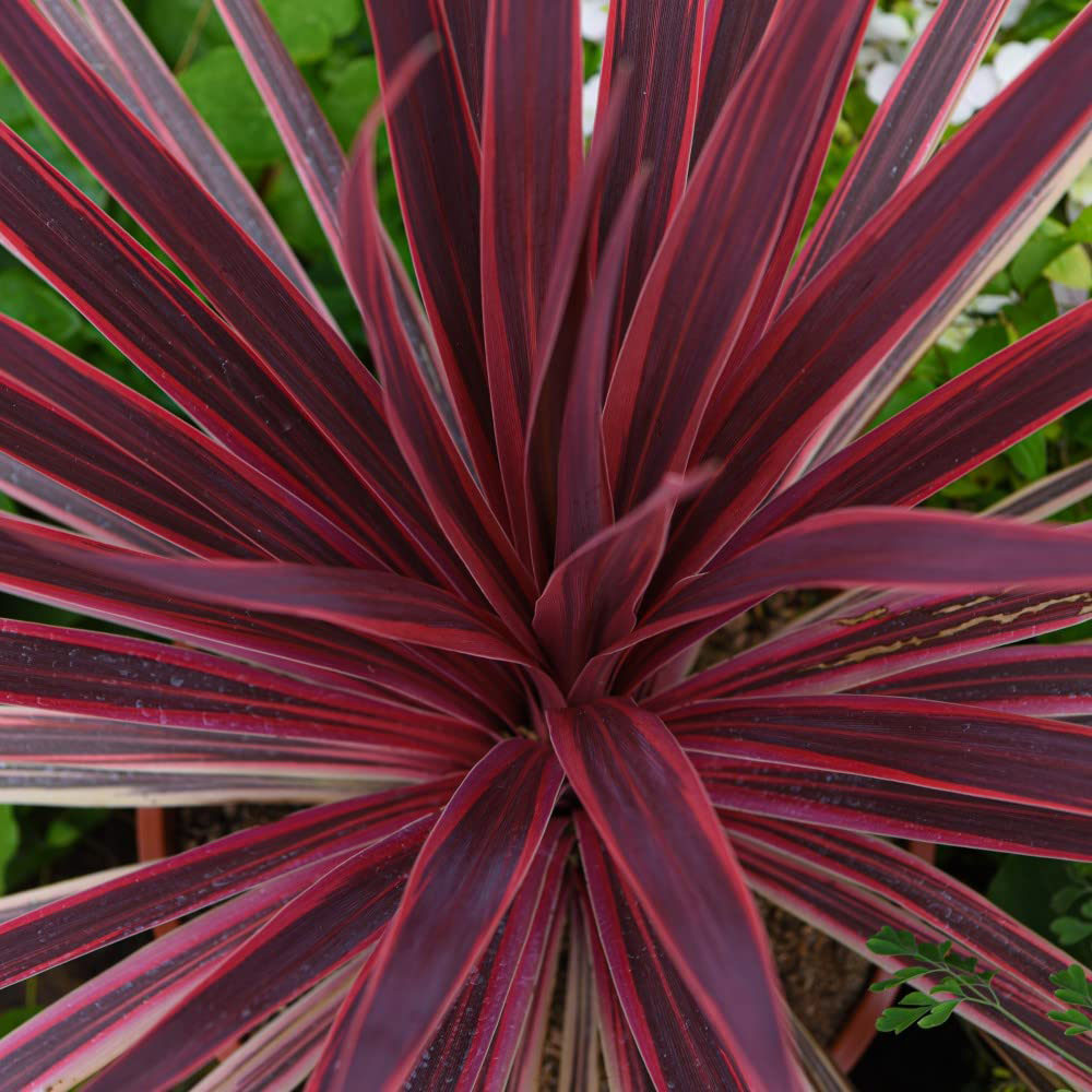 Thompson and Morgan Red Cordyline Torbay Plant Pot 9cm Image 2