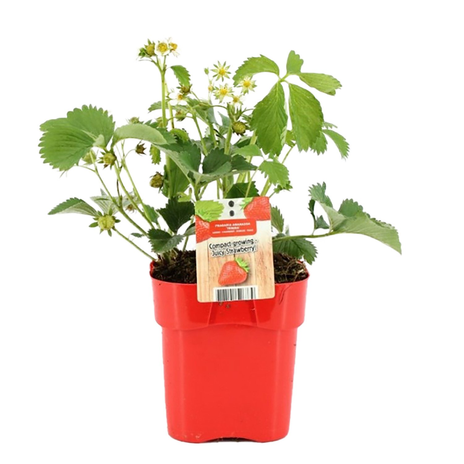 Fragaria Strawberry Plant - 40cm / Summer Mix Image