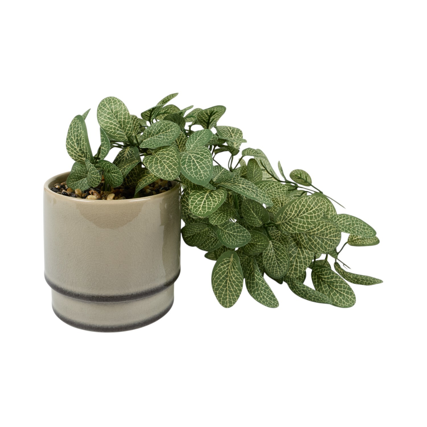 Trailing Fittonia in Pot Sage Image 3