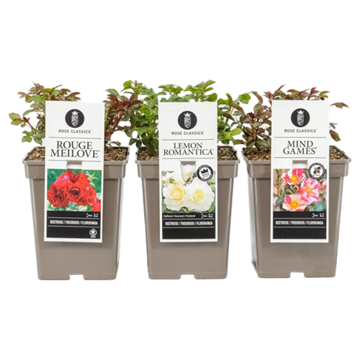 Floribunda Rose Plant Image