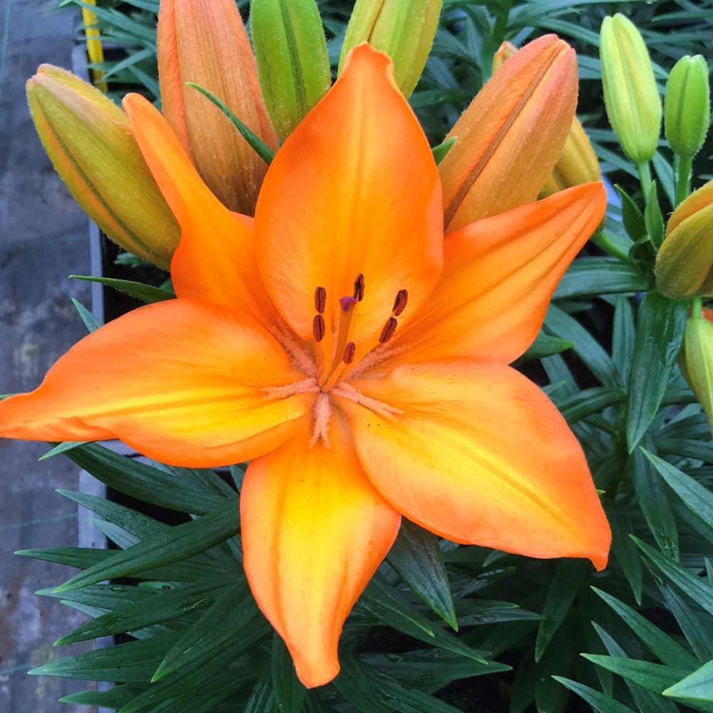 Thompson and Morgan Lily Summer Fun Collection Planting Bulb 18 Pack Image 2