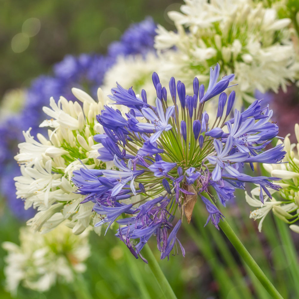 Thompson and Morgan Agapanthus Blue and White Coll Bare Root 12 Pack with Plant Pot 39cm 2 Pack Image 1