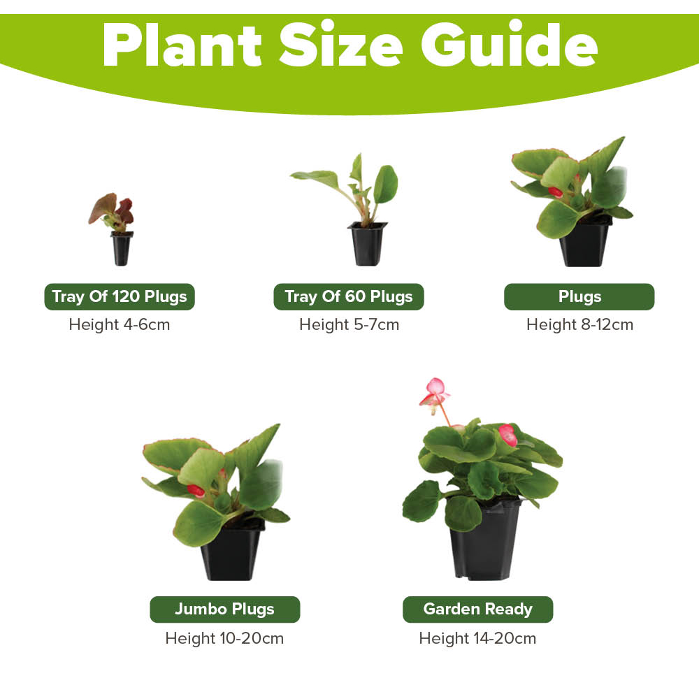 YouGarden Petunia Hanging Basket Kit Image 5